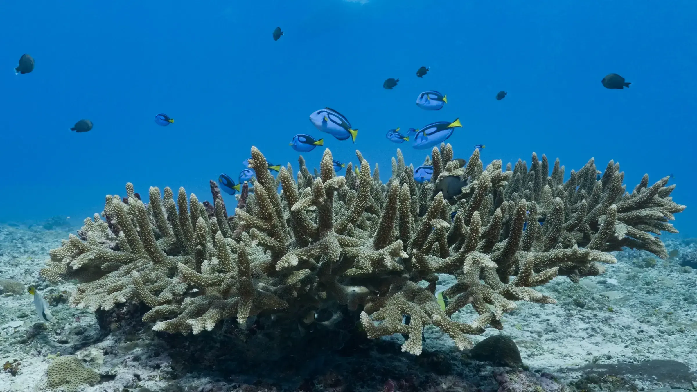 Un arrecife de coral en Samoa.