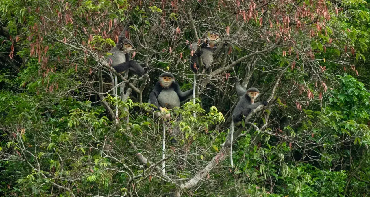 Un miembro del equipo de investigación observa el hábitat del langur en las montañas de la provincia de Quang Nam.