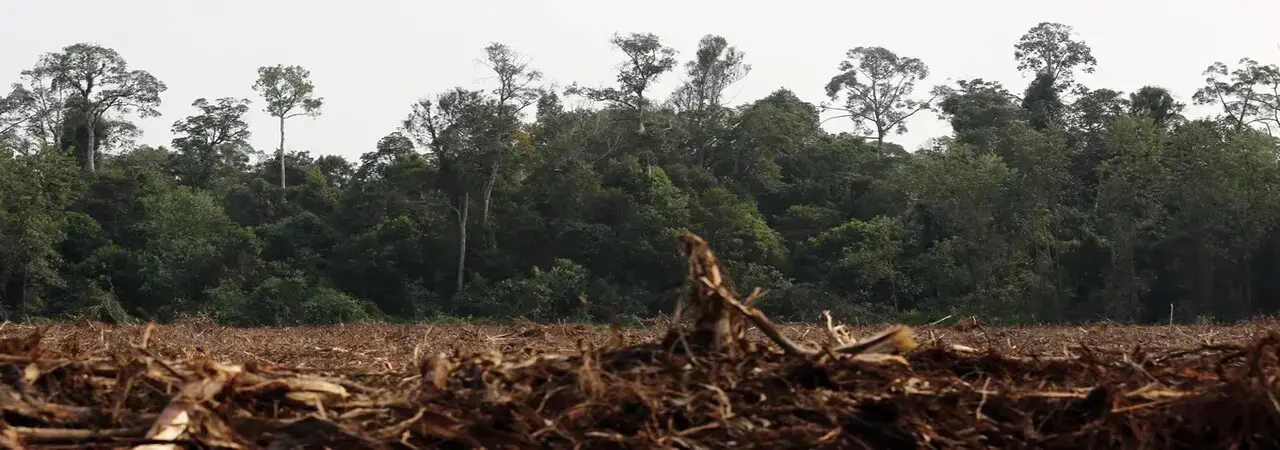 Deforestación en Indonesia.