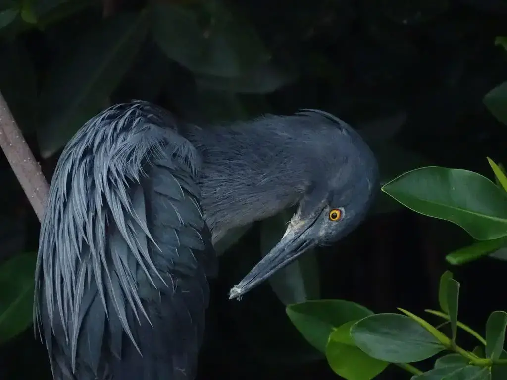 La garza de lava de Galápagos (Butorides sundevalli), una nueva especie para la ciencia.