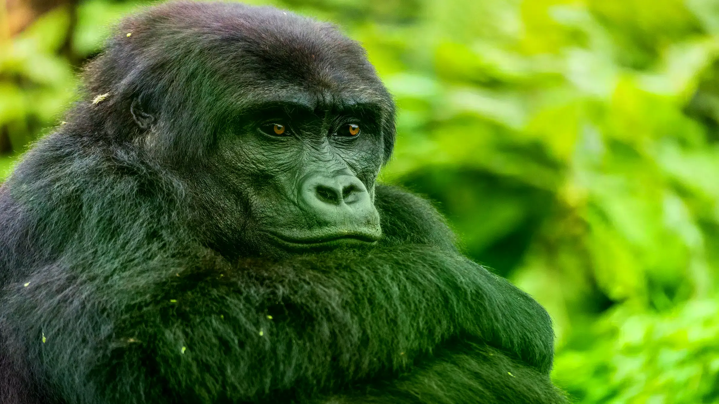 Un veterinario traslada a uno de los gorilas en helicóptero hacia Virunga en octubre de 2024.