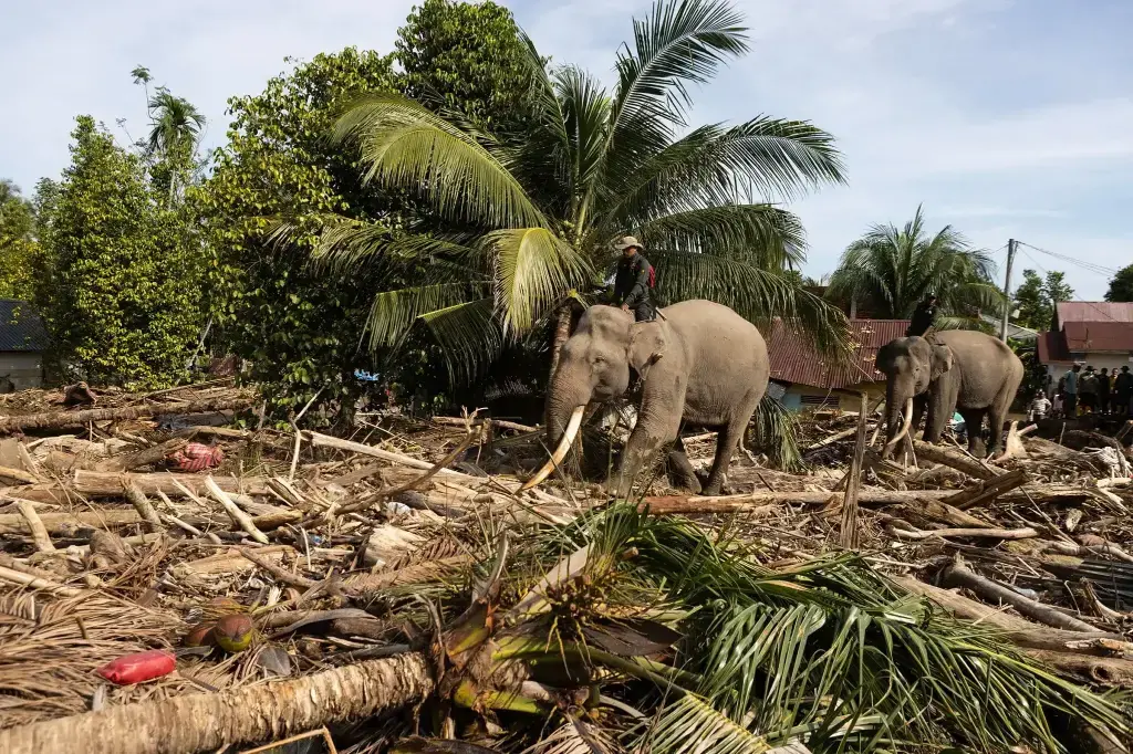 Hombres sobre troncos arrastrados por una inundación repentina en Batang Toru, Sumatra Norte.