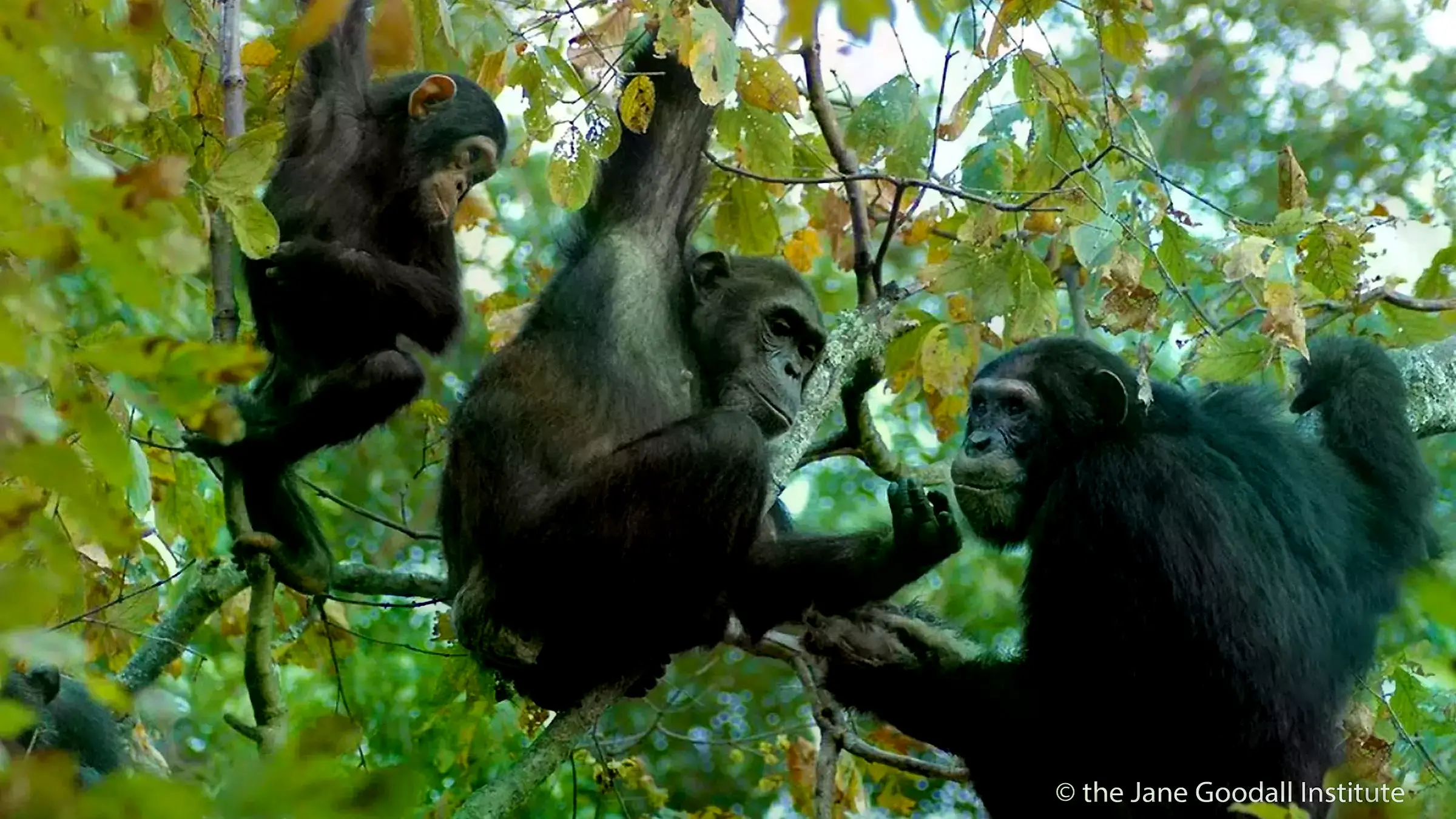Expertos de Tooro Botanic Gardens miden un árbol en el corredor de vida silvestre Budongo-Bugoma, Uganda.