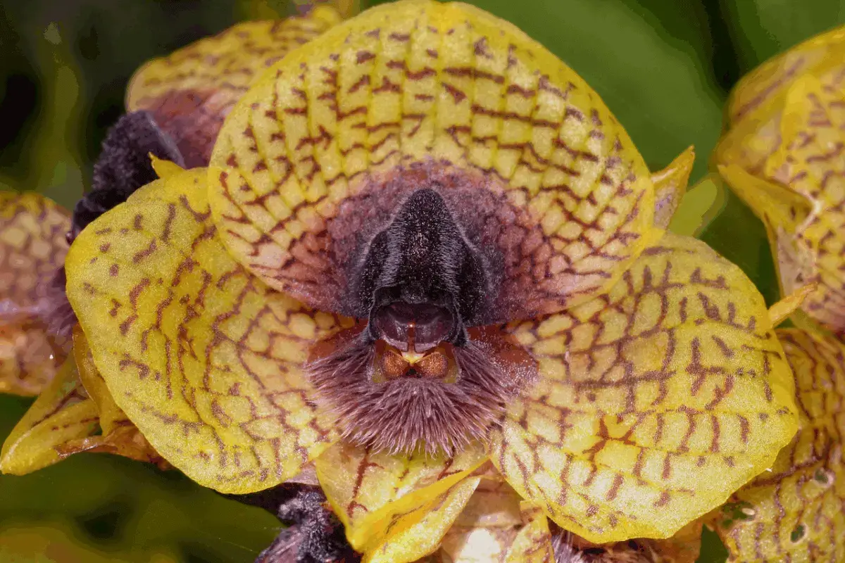 La orquídea Telipogon cruentilabrum, una de las nuevas especies descritas en Ecuador.