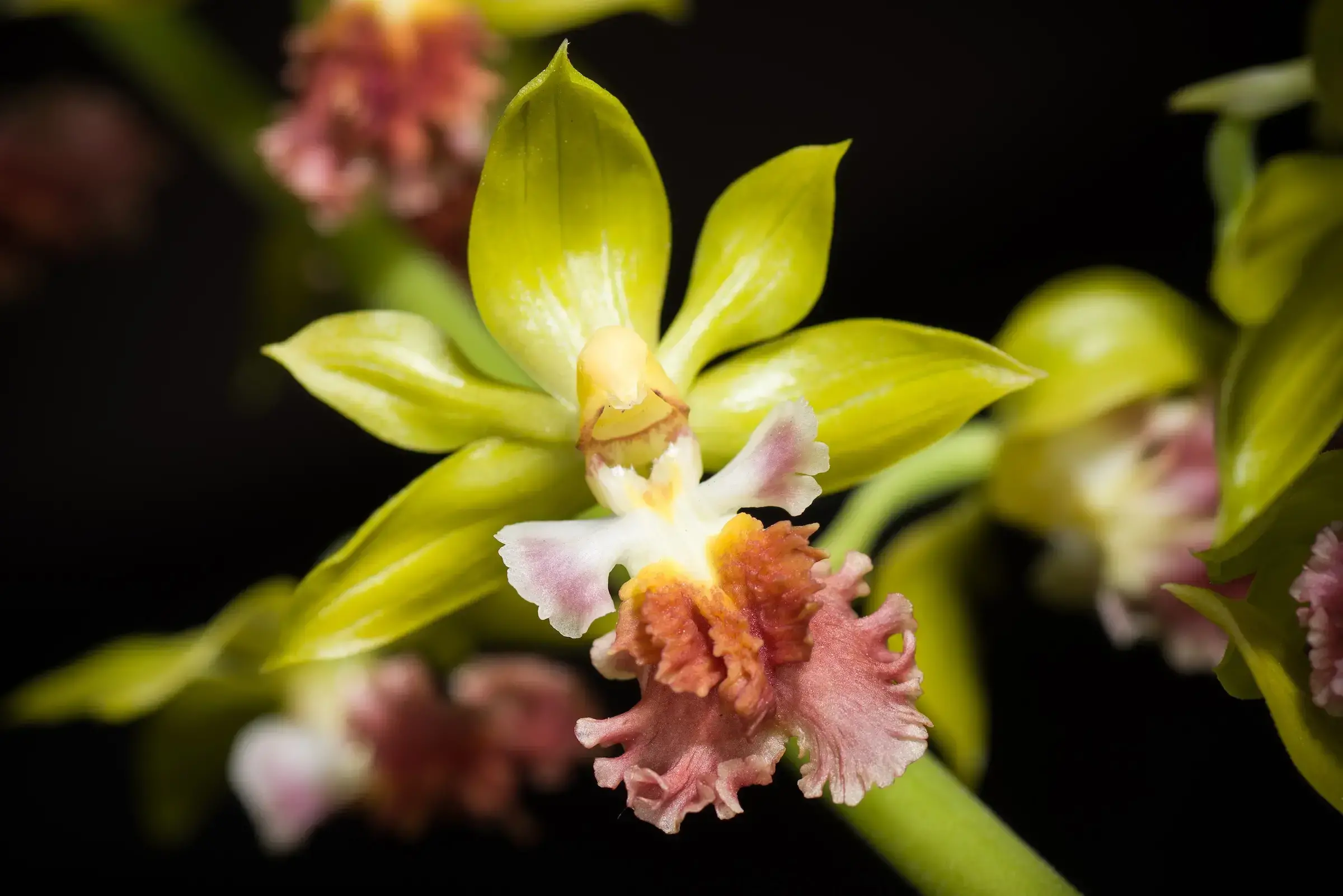 Myanmar alberga más de 1.200 especies de orquídeas, como esta ampliamente distribuida en Asia.