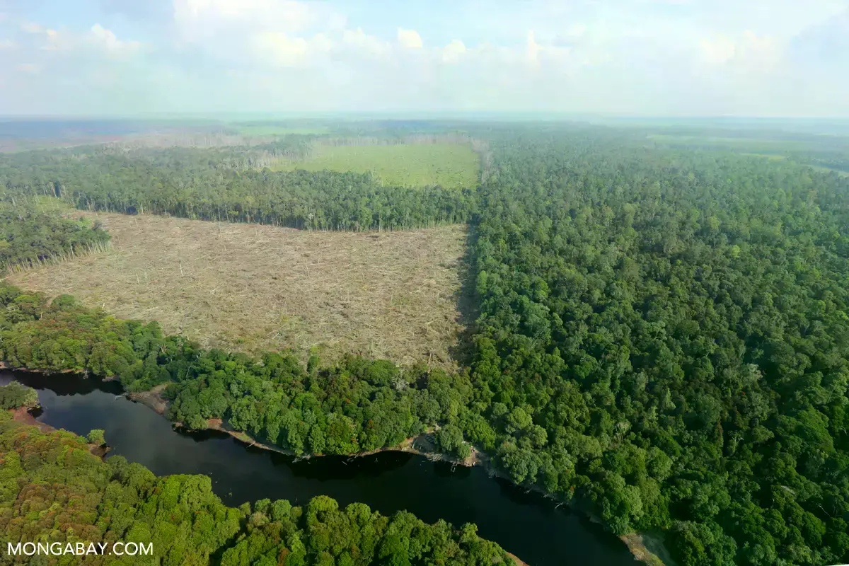 Tierra quemada dentro del Parque Nacional Tesso Nilo en Indonesia.