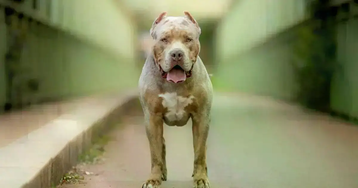 Perro de raza pitbull