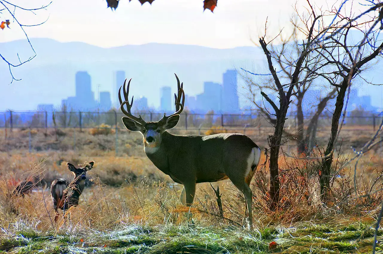 Un ciervo mulo en el Refugio Nacional de Vida Silvestre Rocky Mountain Arsenal.