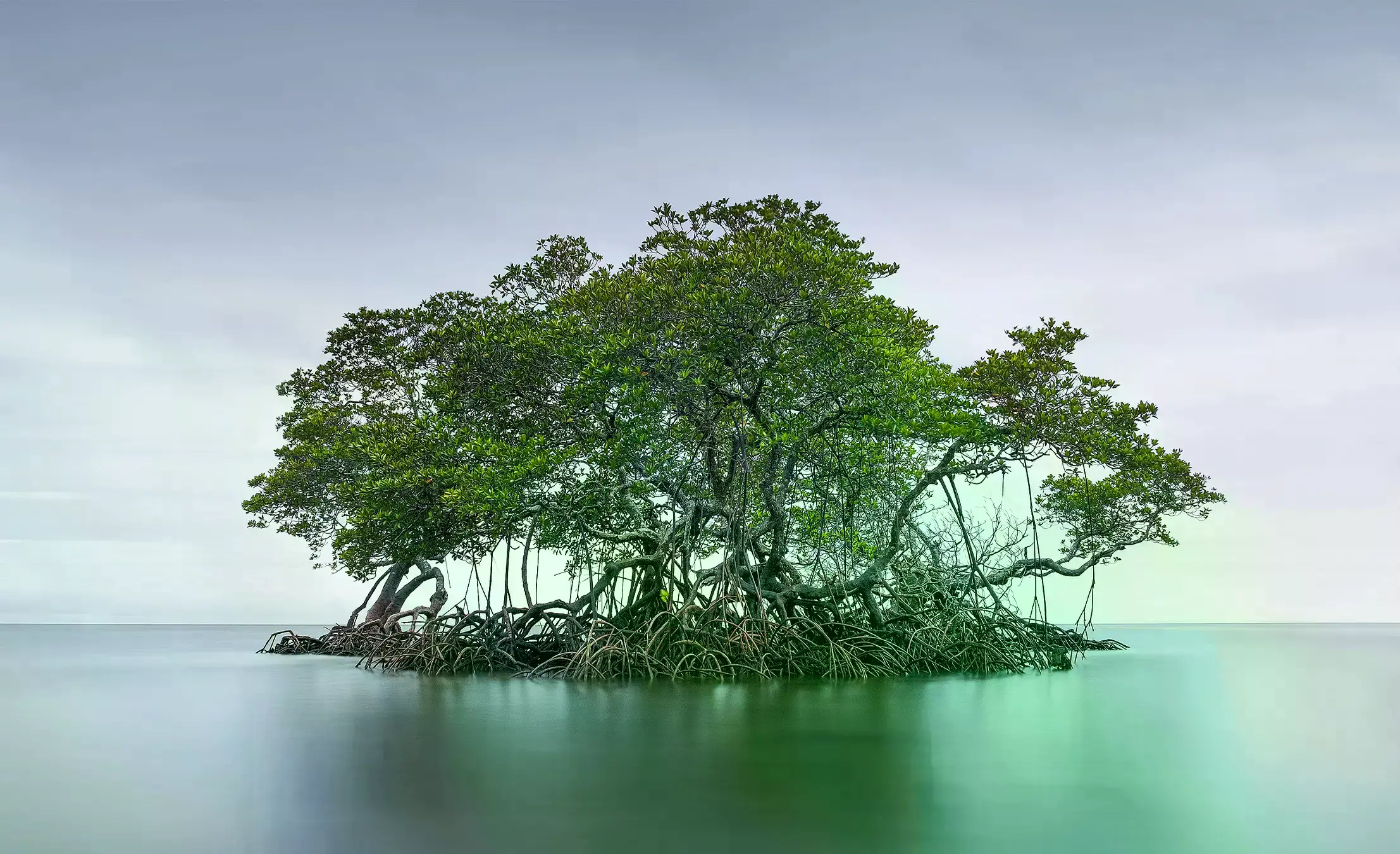 Manglar en el Parque Nacional de Bali Occidental, Indonesia.