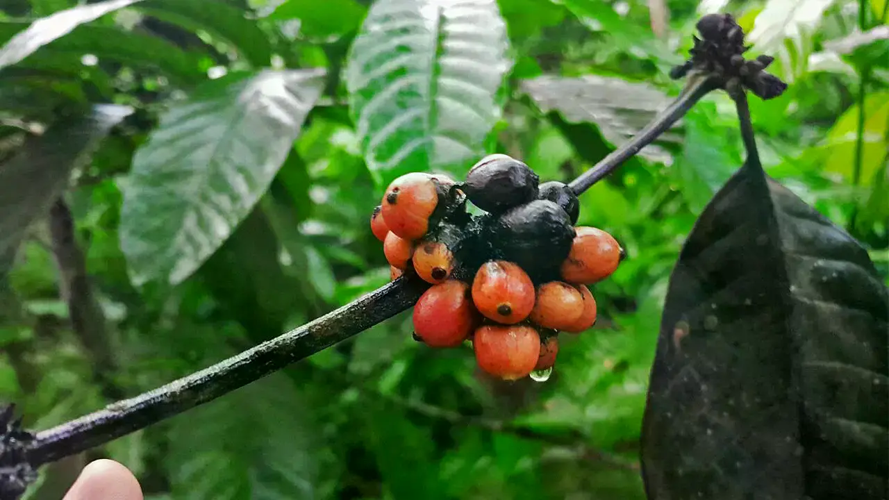Rotten coffee in Jember as a result of the long drought in 2023.