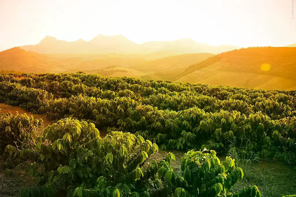 Plantación de café en la región Vertentes do Caparaó, Espírito Santo.