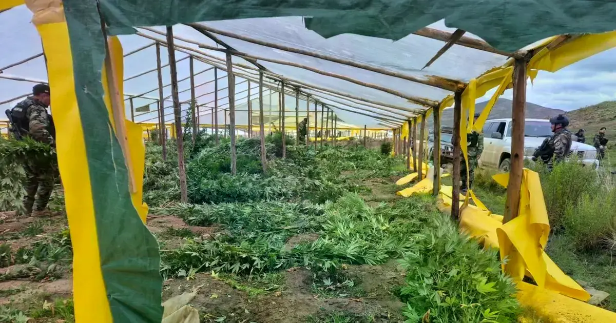 Marihuana destruida en Potosí