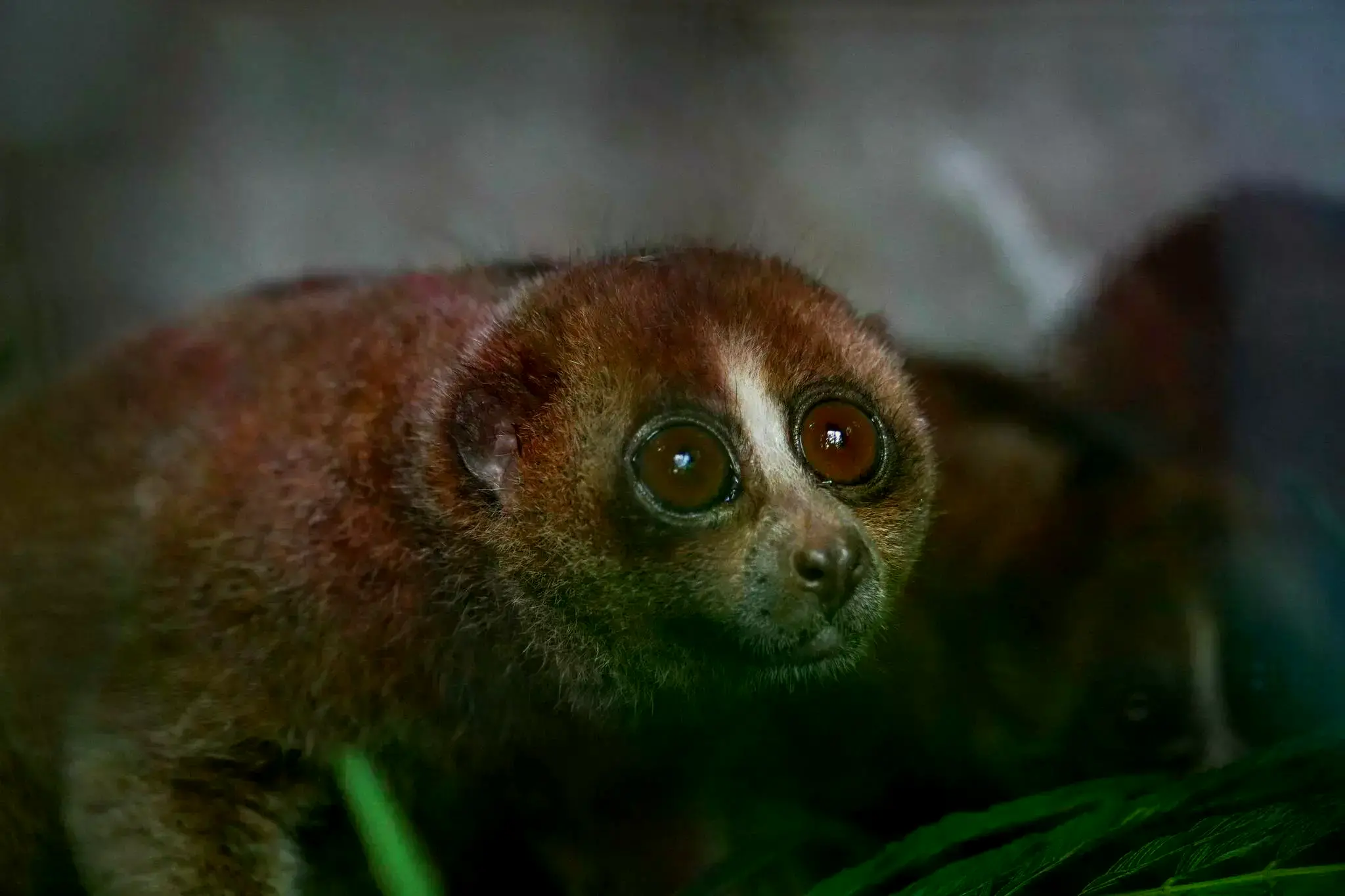 Un loris lento de Bangka (Nycticebus bancanus) en su habitat.