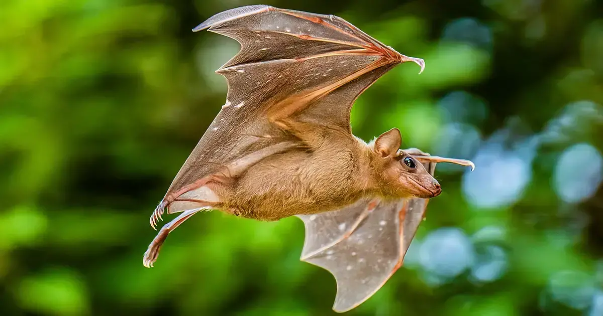 Investigadores calibran dispositivos GPS en la Isla Latham para rastrear la actividad cerebral de murciélagos en vuelo.