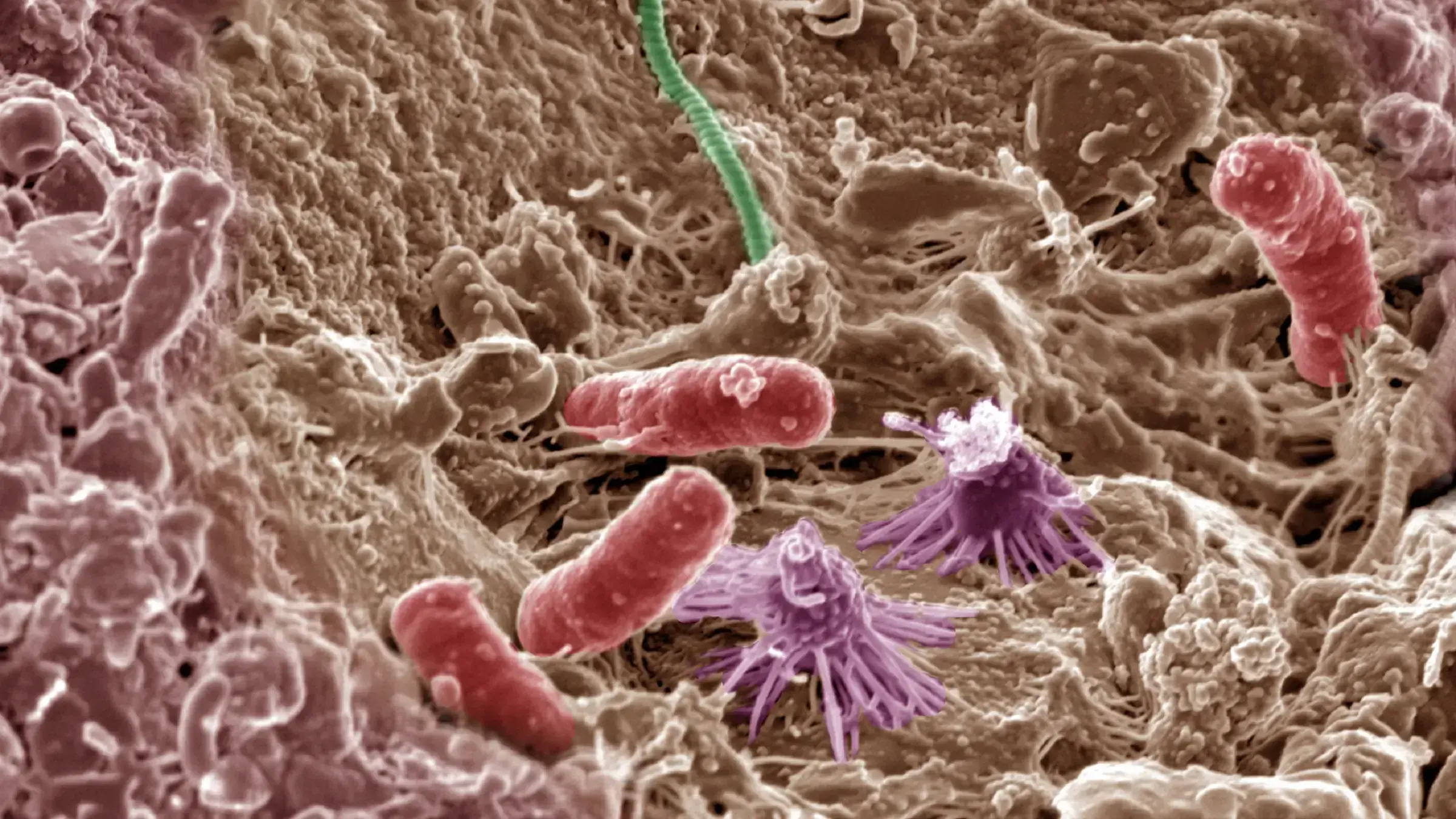 Comunidades microbianas del suelo, vitales para los procesos planetarios.