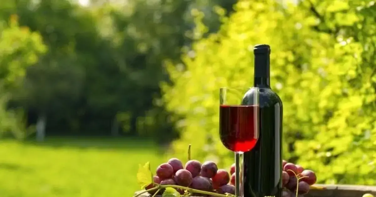 Los vinos de Tarija serán probados por expertos del rubro