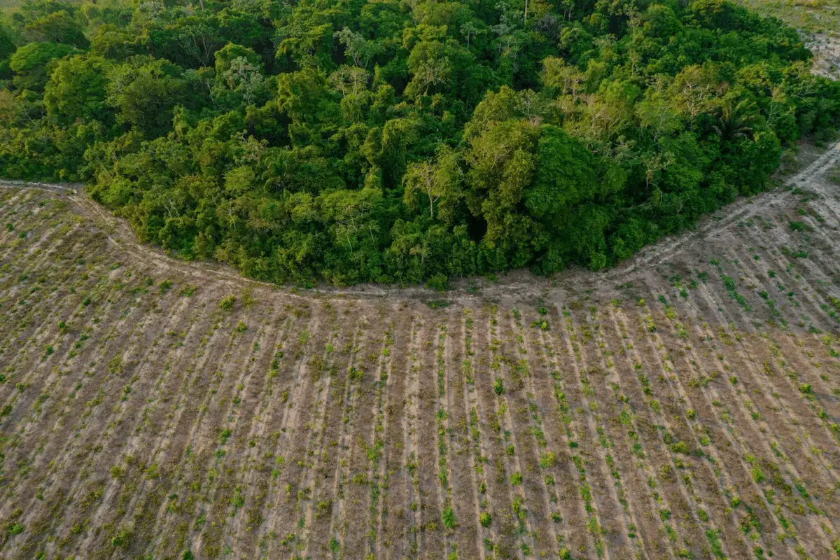 Bosque restaurado en el proyecto Ouro Verde de re.green en Bahía