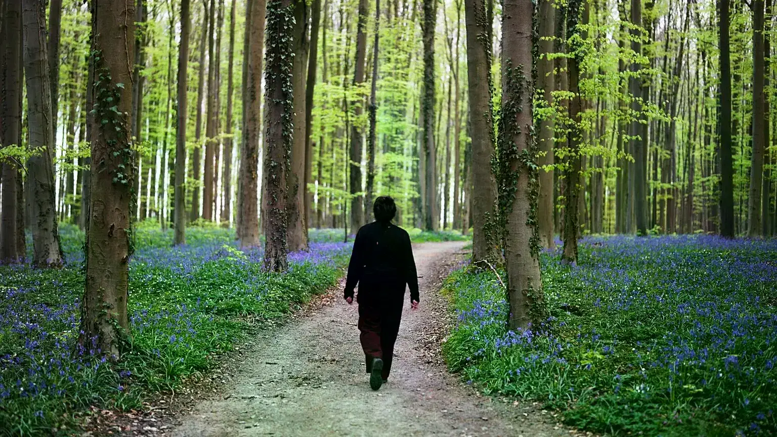 Una mujer camina por un sendero con campanillas en el bosque de Hallerbos, al sur de Bruselas, Bélgica.