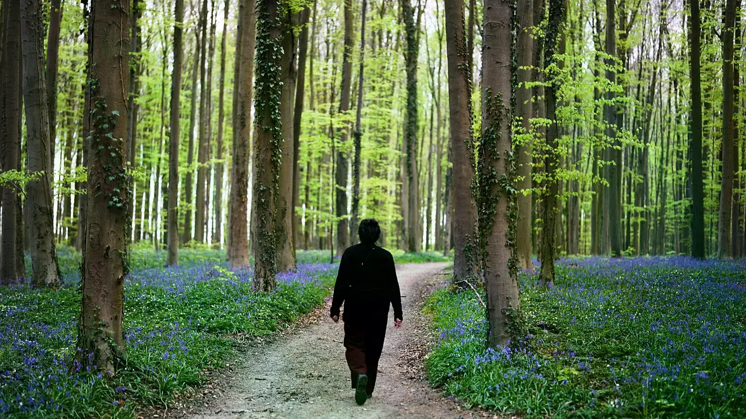 Una mujer camina por un sendero con campanillas en el bosque de Hallerbos, al sur de Bruselas.