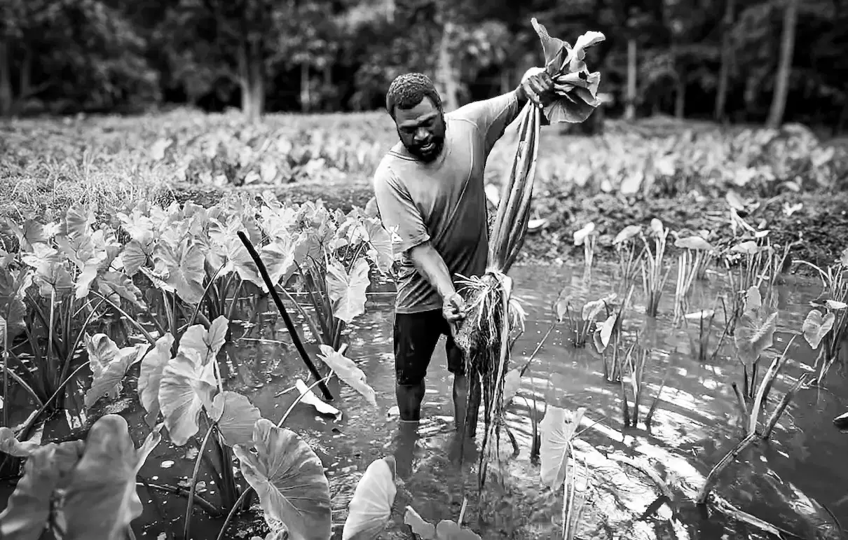 Richard Rojo en su plantación de taro en Vanuatu.