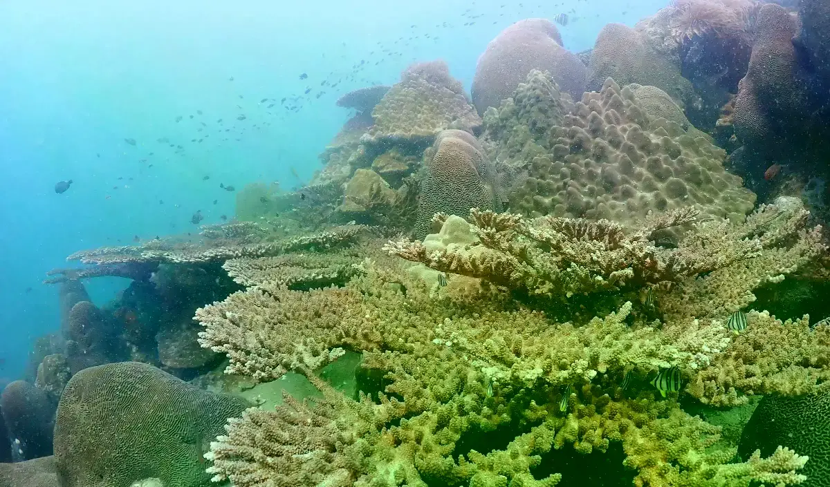 Diversidad de formas de crecimiento de coral en los arrecifes de Tailandia.