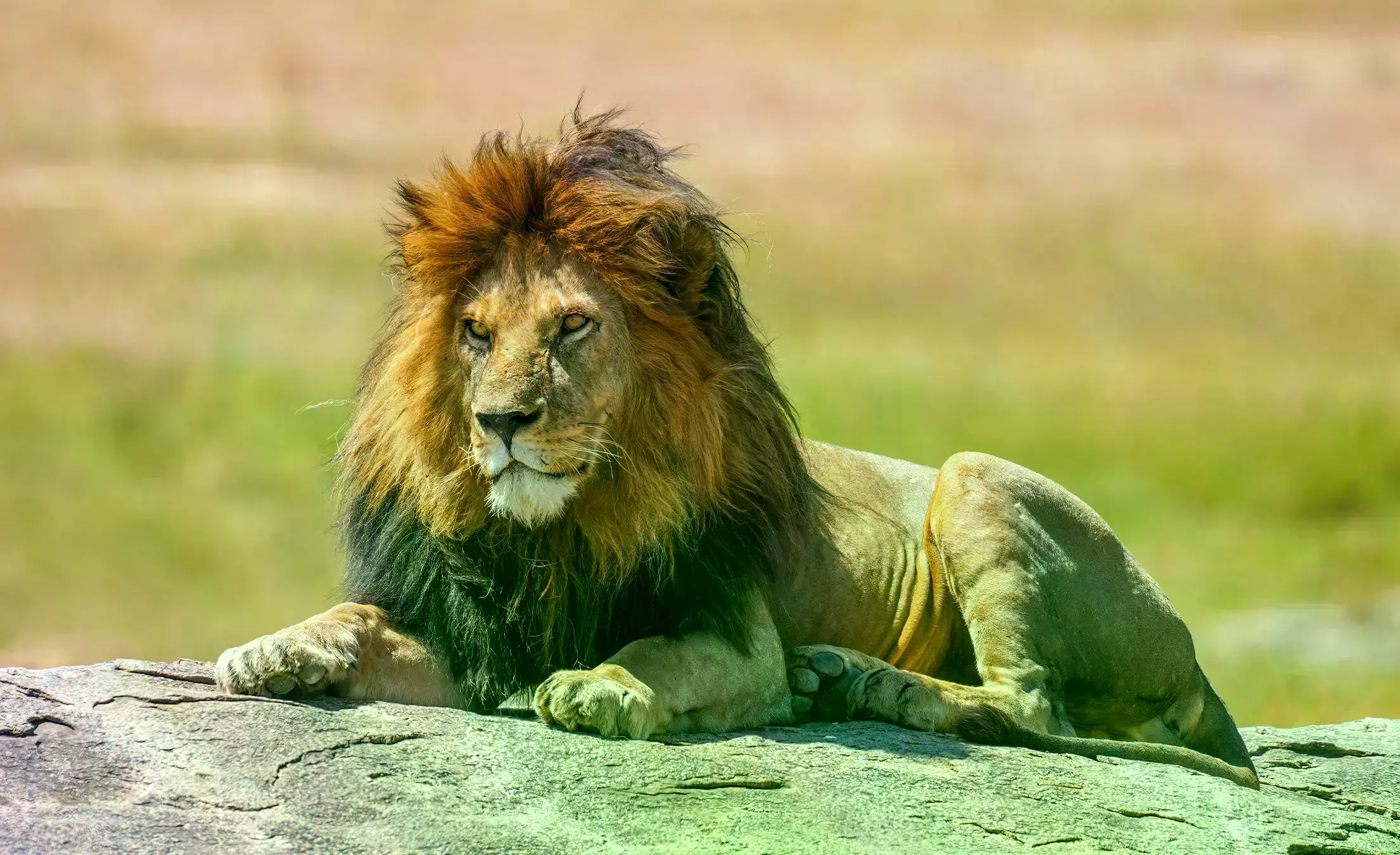 Un león en un centro de cría en Sudáfrica en 2005.