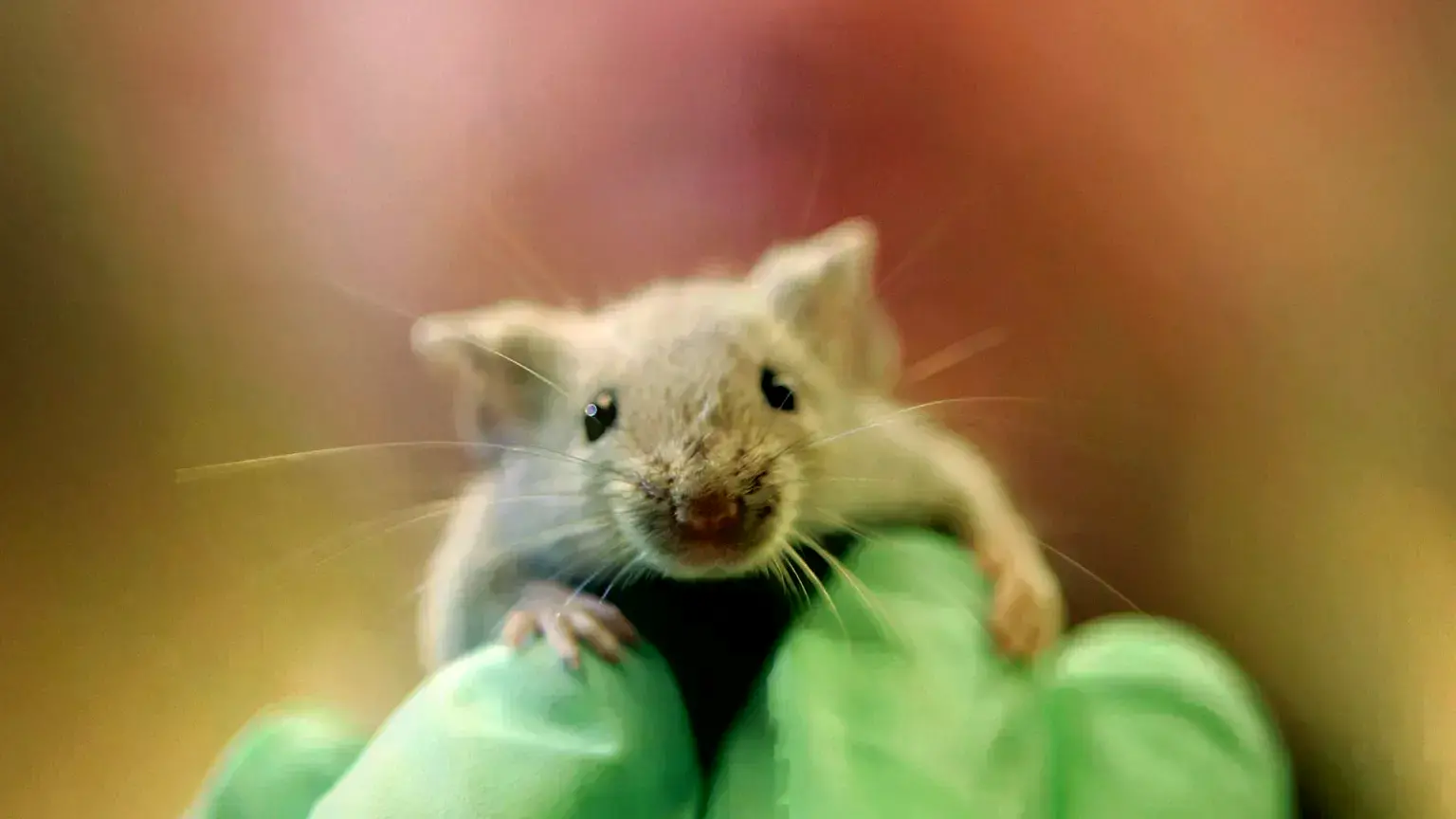 Un investigador sostiene un ratón de laboratorio en su mano.