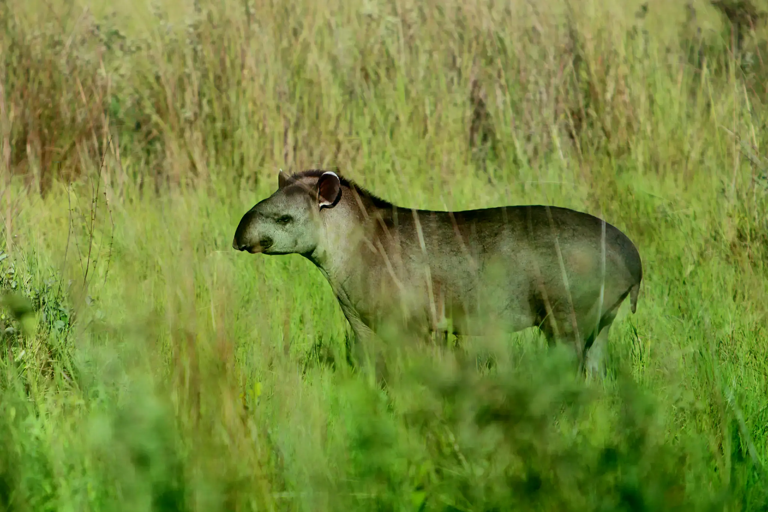 Tapir en Brasil.