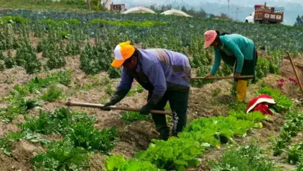 Campesinos trabajando sus tierras.