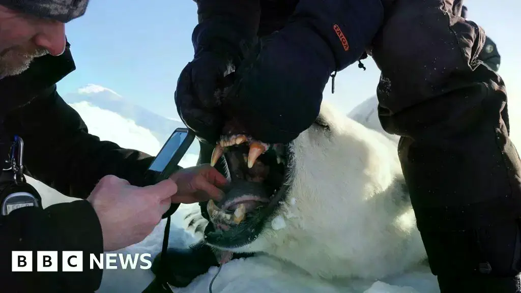 Oso polar en Svalbard