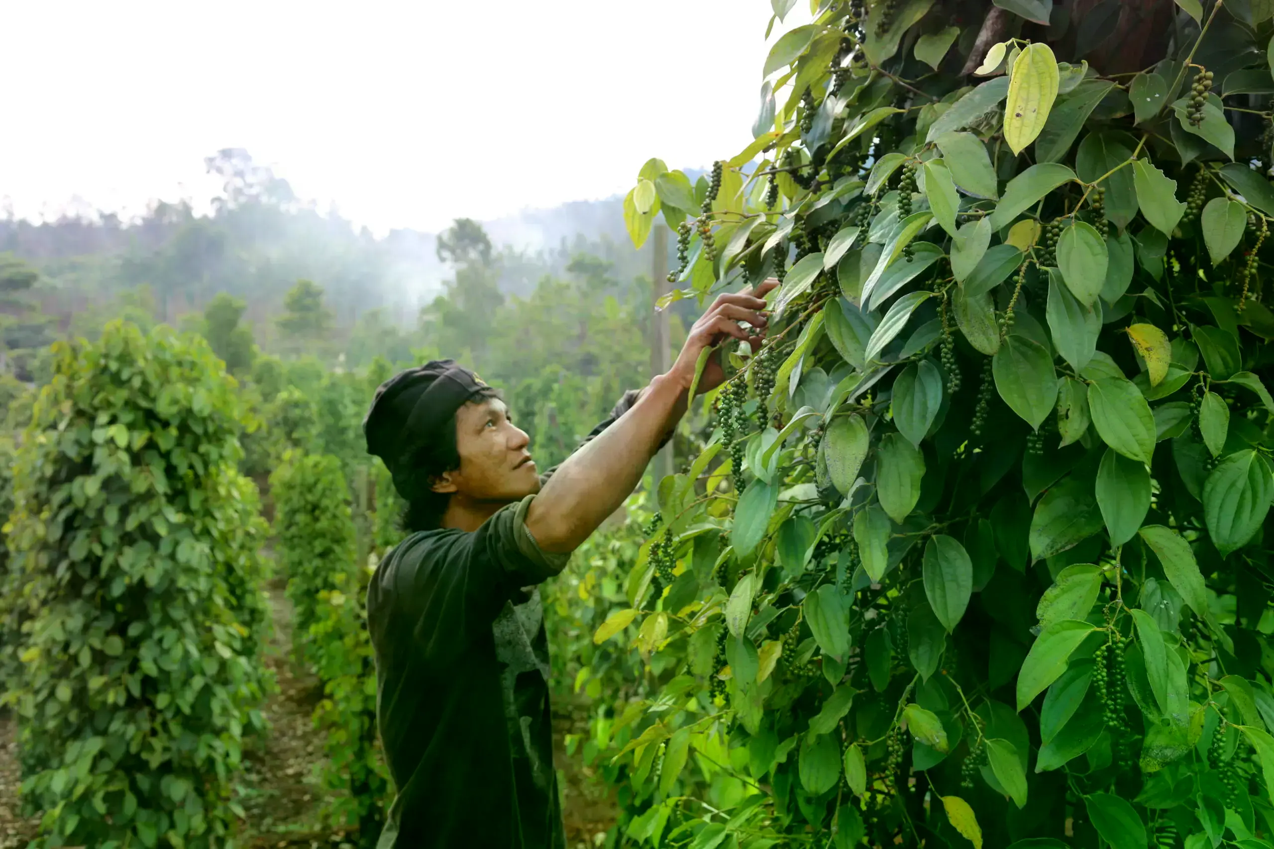 Agricultor de pimienta en Sulawesi, cerca del Lago Towuti.