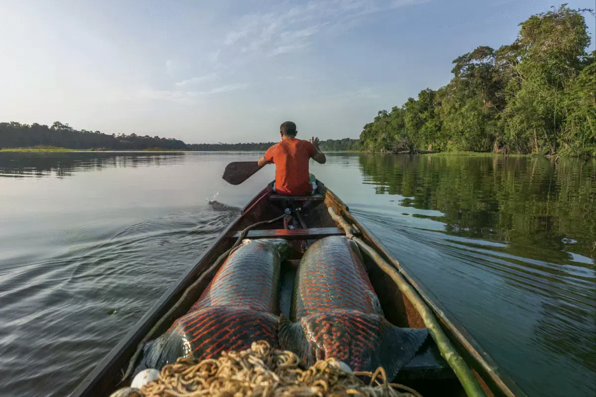 Pirarucú en un bote en el río Juruá.