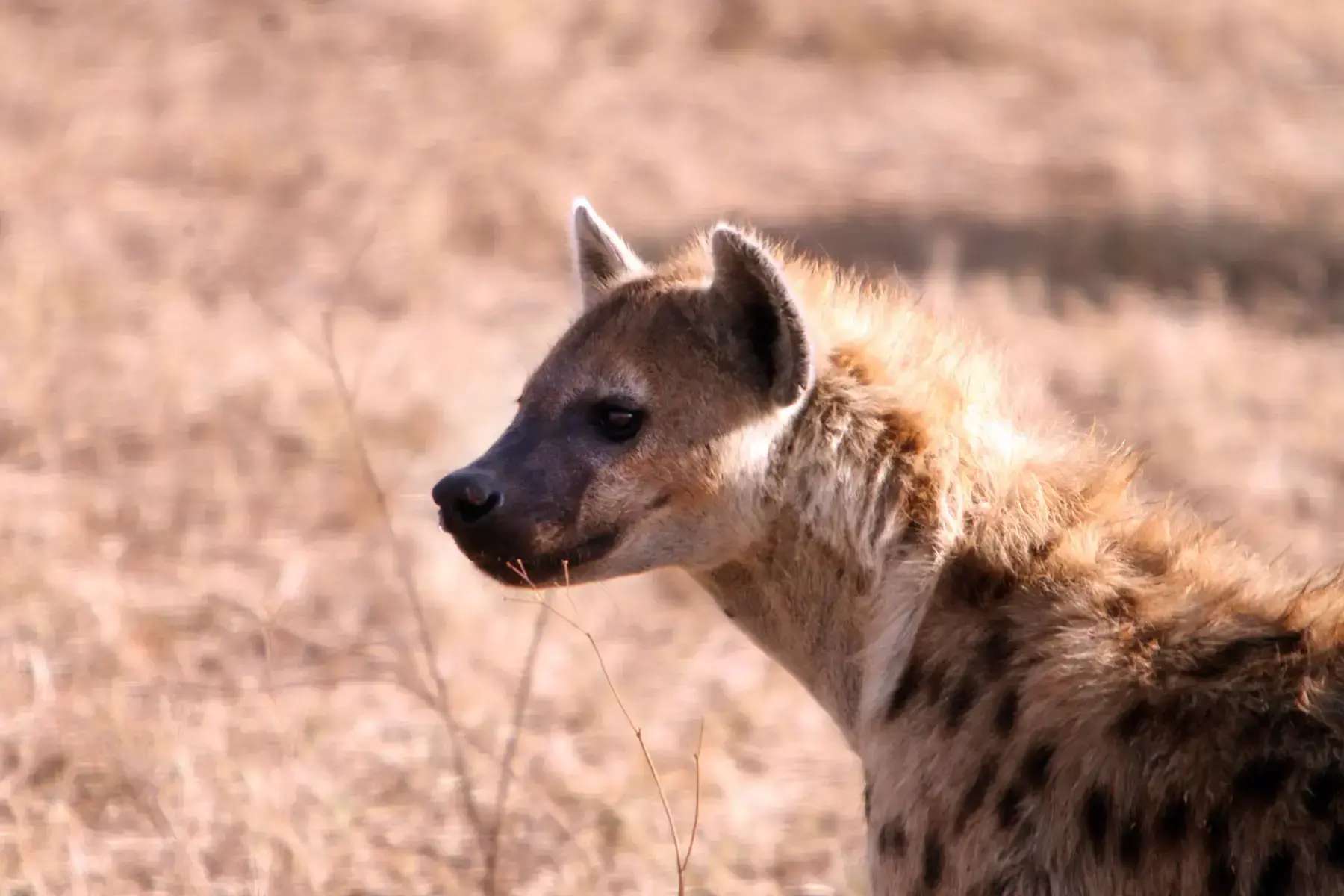 Una hiena manchada real en Tanzania, especie no nativa de Nepal confundida en publicaciones virales.