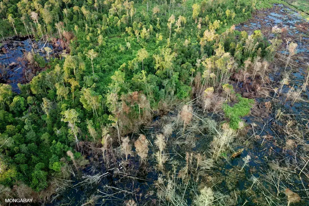 Imagen de una selva tropical en Sumatra.
