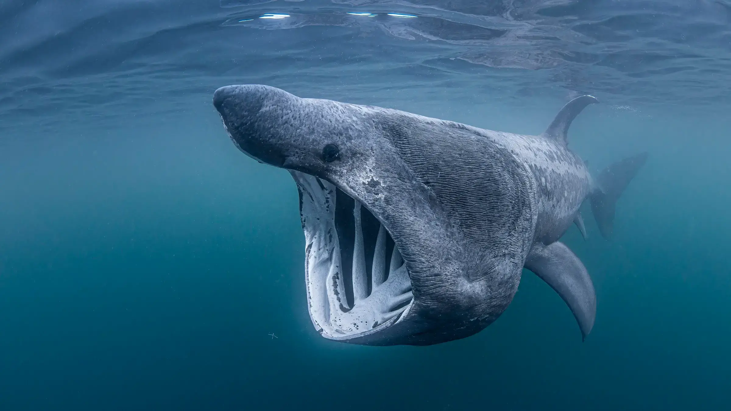 Un tiburón peregrino, especie en peligro, en las Islas Hébridas Interiores de Escocia, dentro de un Área Importante para Tibu