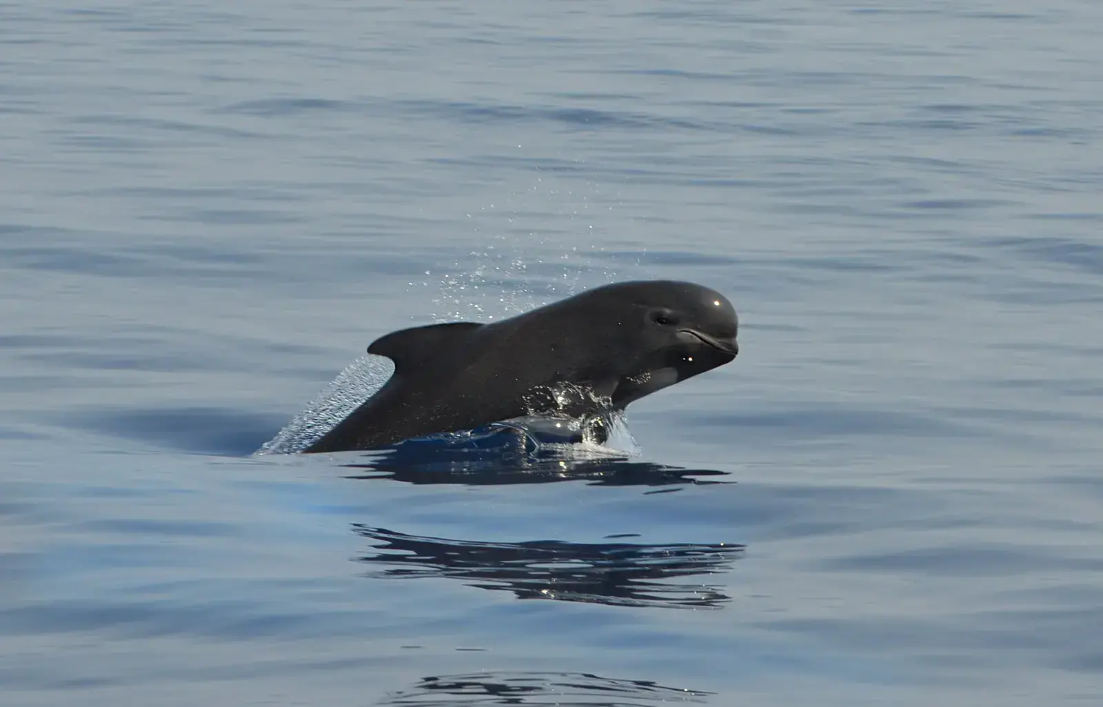 Ballena piloto de aleta larga en el océano.