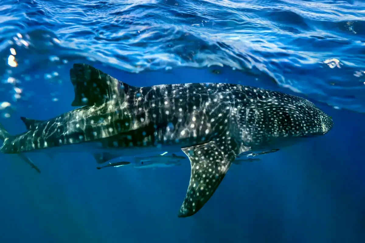 Un tiburón ballena (Rhincodon typus) nada en el océano.