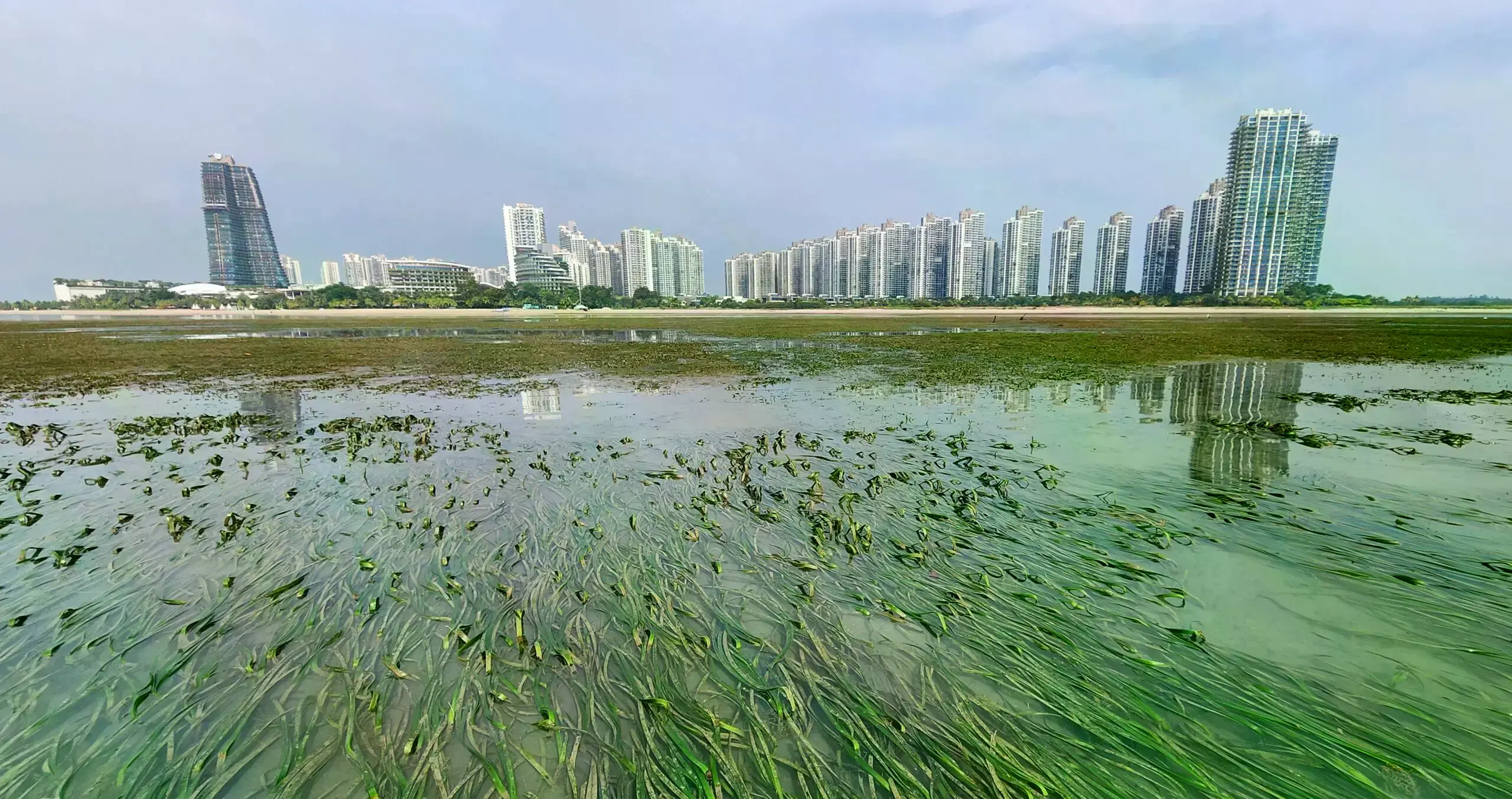 Pradera marina de Merambong Shoal con el desarrollo de Forest City al fondo.