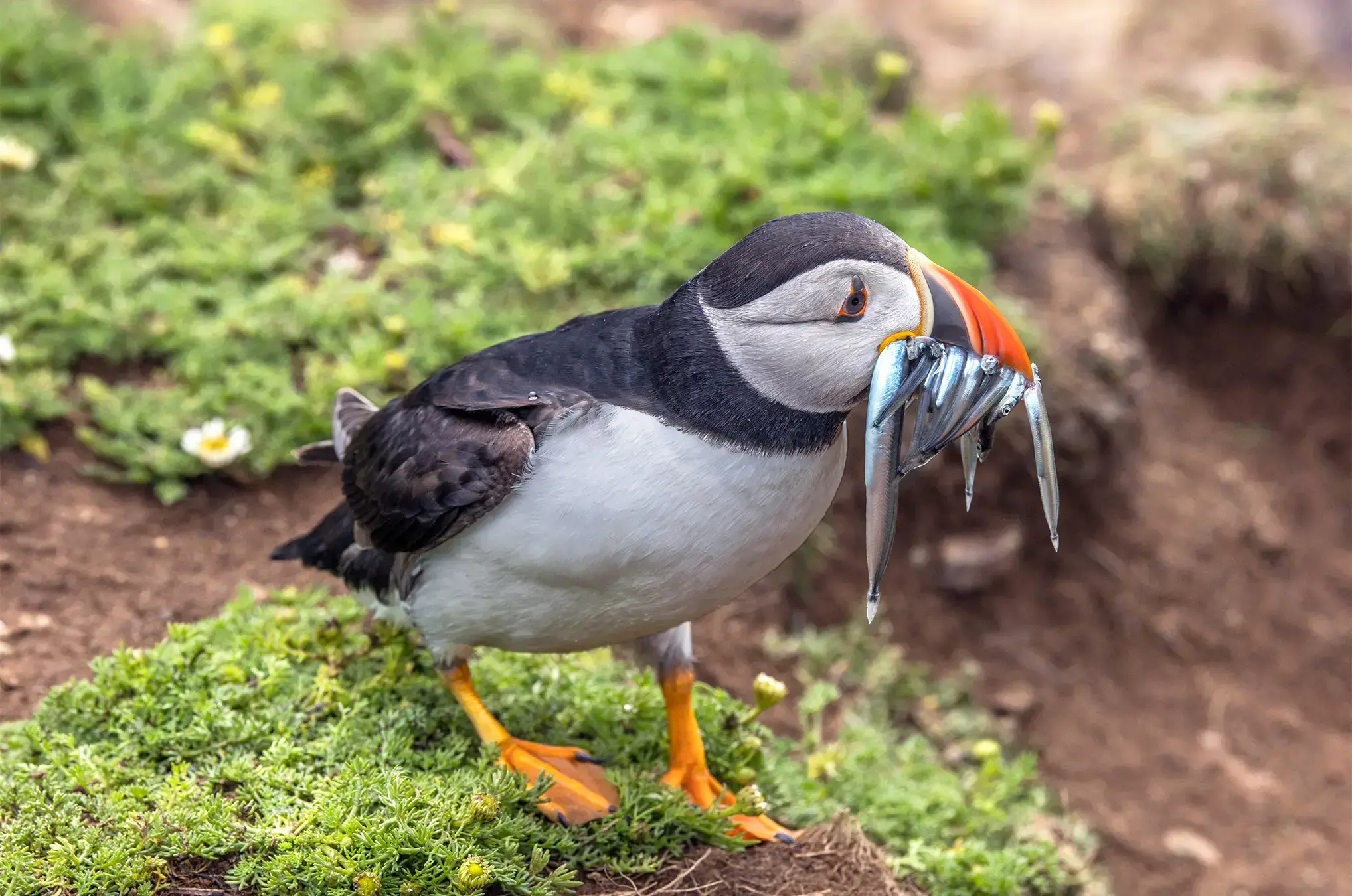 Un frailecillo atlántico varado en la costa de Terranova.