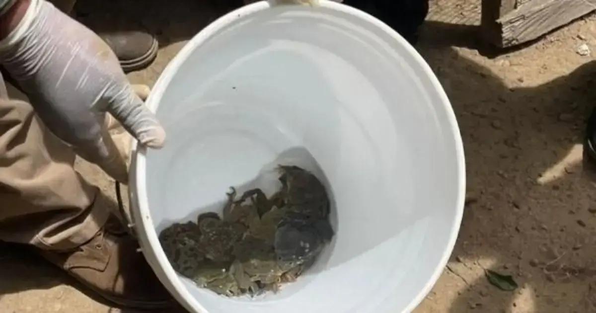 Ranas del Lago Titicaca.