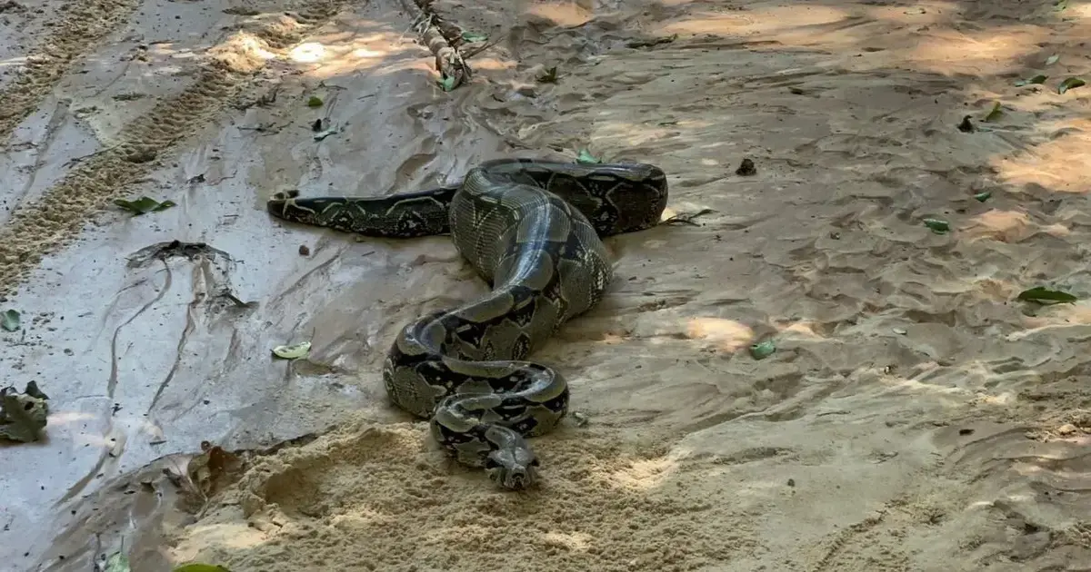 Boa liberada por la Gobernación en un hábitat propicio