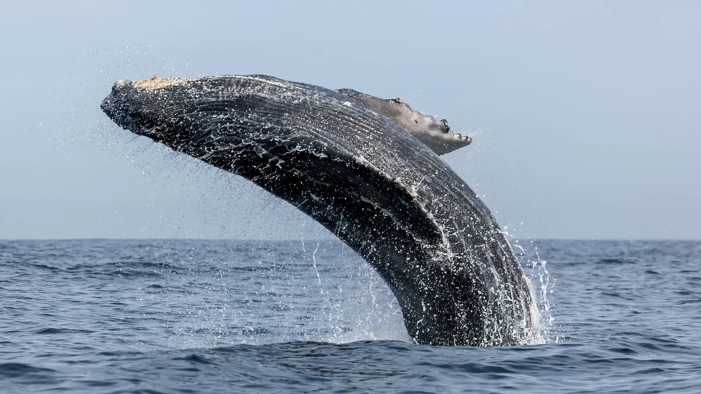 Ballena jorobada en el territorio Gitga'at.