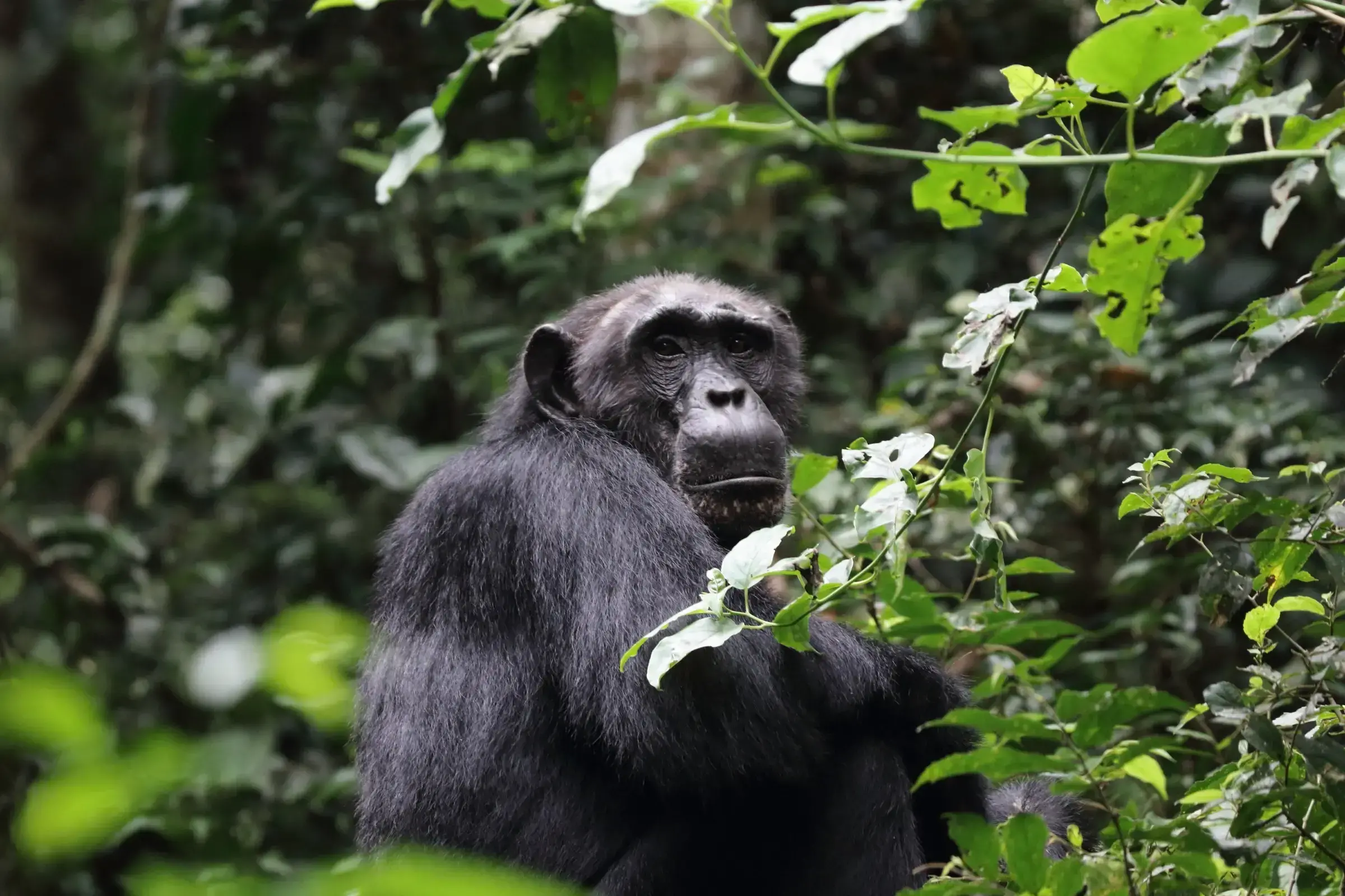 Una hembra adulta de chimpance saltando en el bosque del Proyecto Chimpance Ngogo.