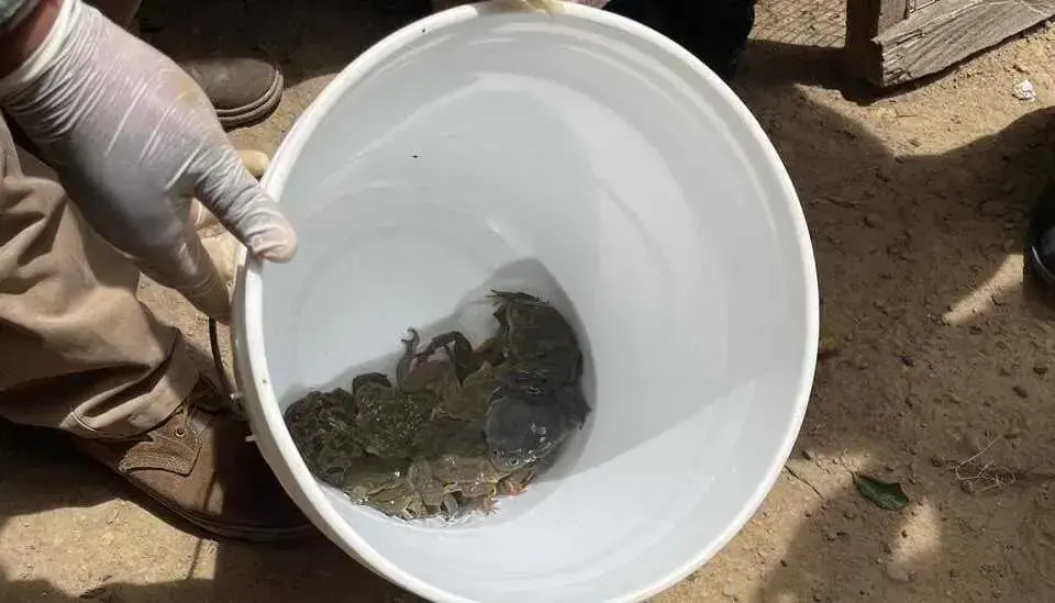 Ranas gigantes del Lago Titicaca rescatadas en Huatajata.