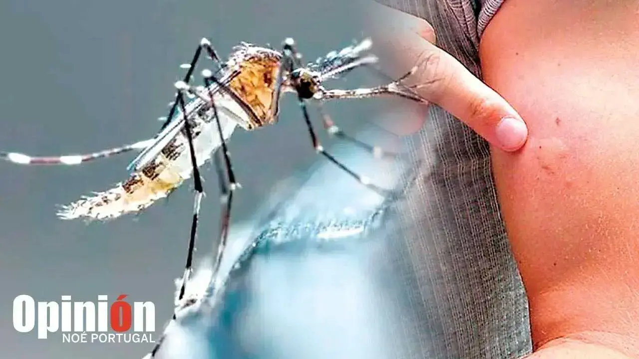 Imagen referencial del mosquito transmisor Aedes aegypti.