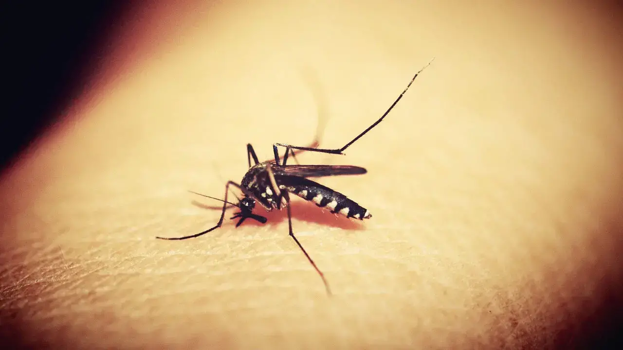 Mosquito, principal transmisor de enfermedades como el dengue y chikungunya.