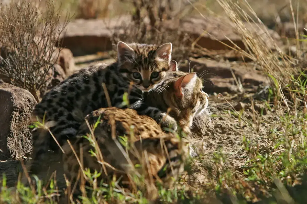Un gato de patas negras (Felis nigripes) en el sur de Namibia.