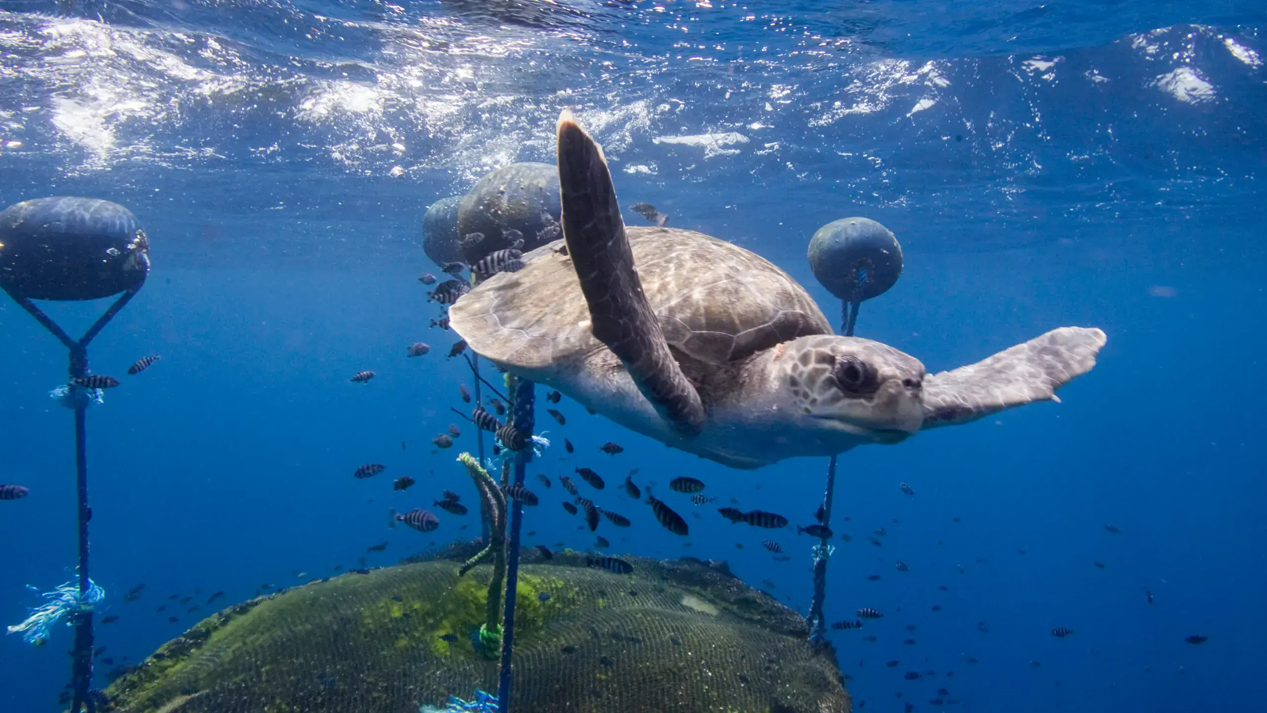 Un dispositivo de agregación de peces (FAD) varado en un arrecife de las Islas Galápagos.