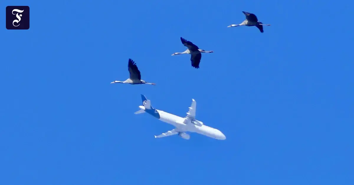Un Airbus de Lufthansa con librea conmemorativa sobrevuela Hessen.