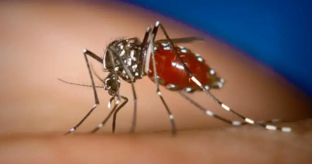 Mosquito Aedes aegypti, portador de enfermedades como dengue, chikungunya y zika.
